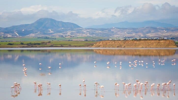 beautiful salt lake with hundreds of pink flamingoes in the foreground, mountains in the background, blue sky with white clouds