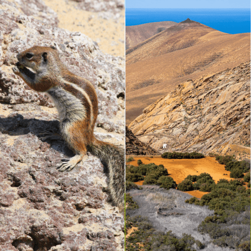 Fuerteventura Photos: Landscape Banner image with a 4-photo grid showing volcanic lanscapes, a yellow lifeguard station, a chipmunk in the sand dunes and black sand beach.