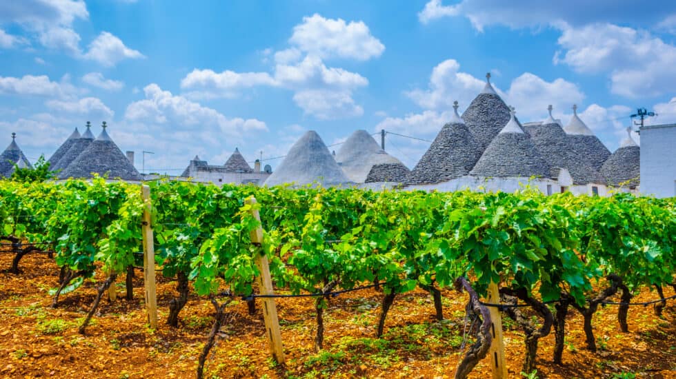 a field of vines in front of a trulli buildings in Puglia.