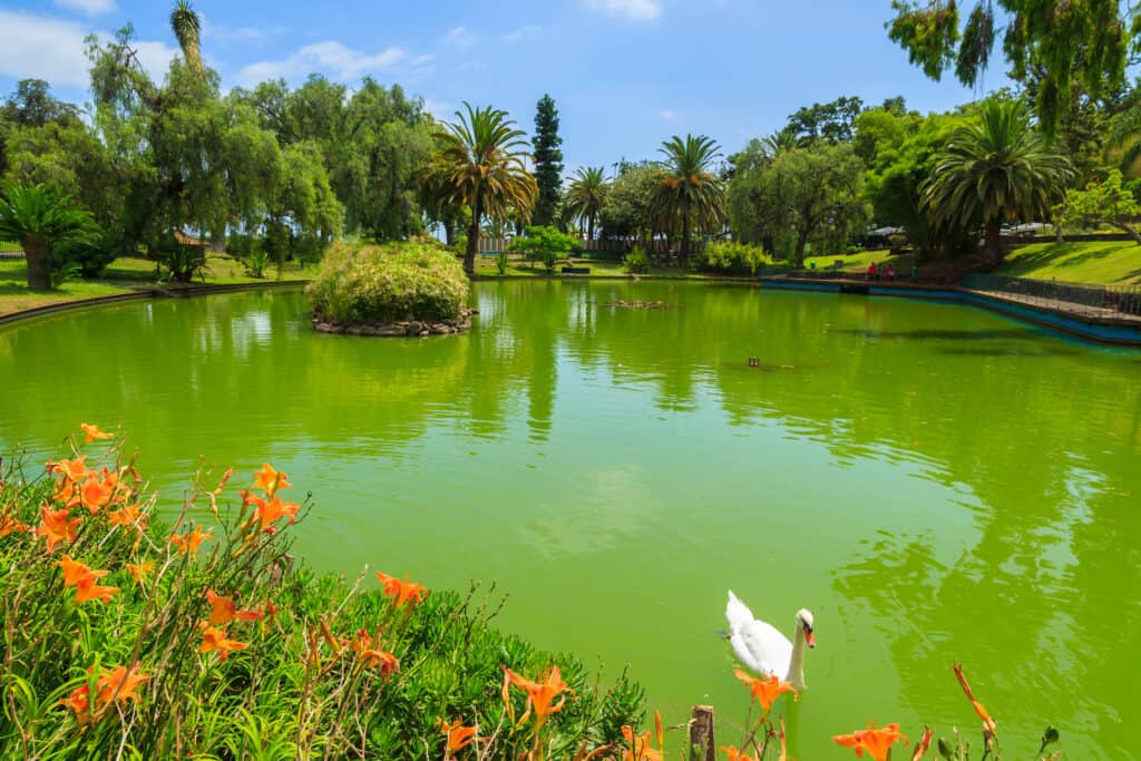 A pond in a park in Funchal Madeira.