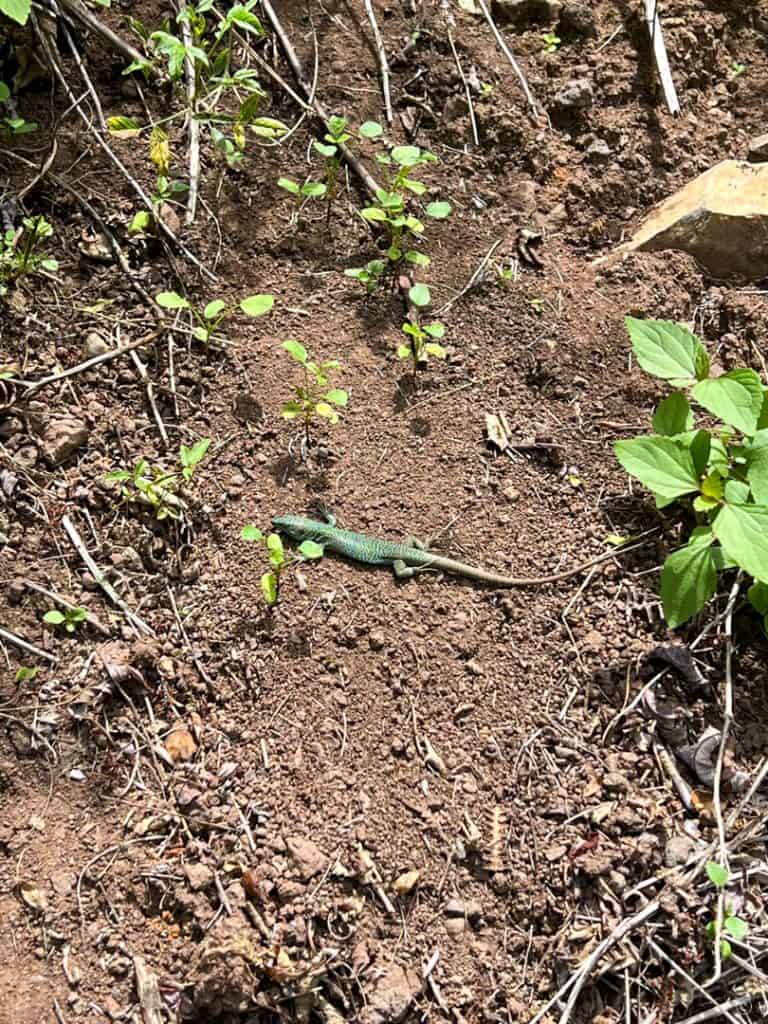 A green lizard laying on the ground.