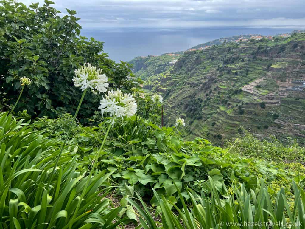 A hillside view from levada do moinho with white flowers and a view of the ocean.