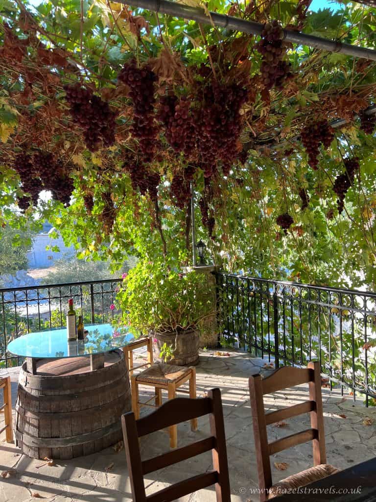 Winery in Cyprus. Wooden chairs and a table made from a barrel sit under a pergola covered with hanging grapevines and clusters of ripe grapes, on a sunlit stone patio.